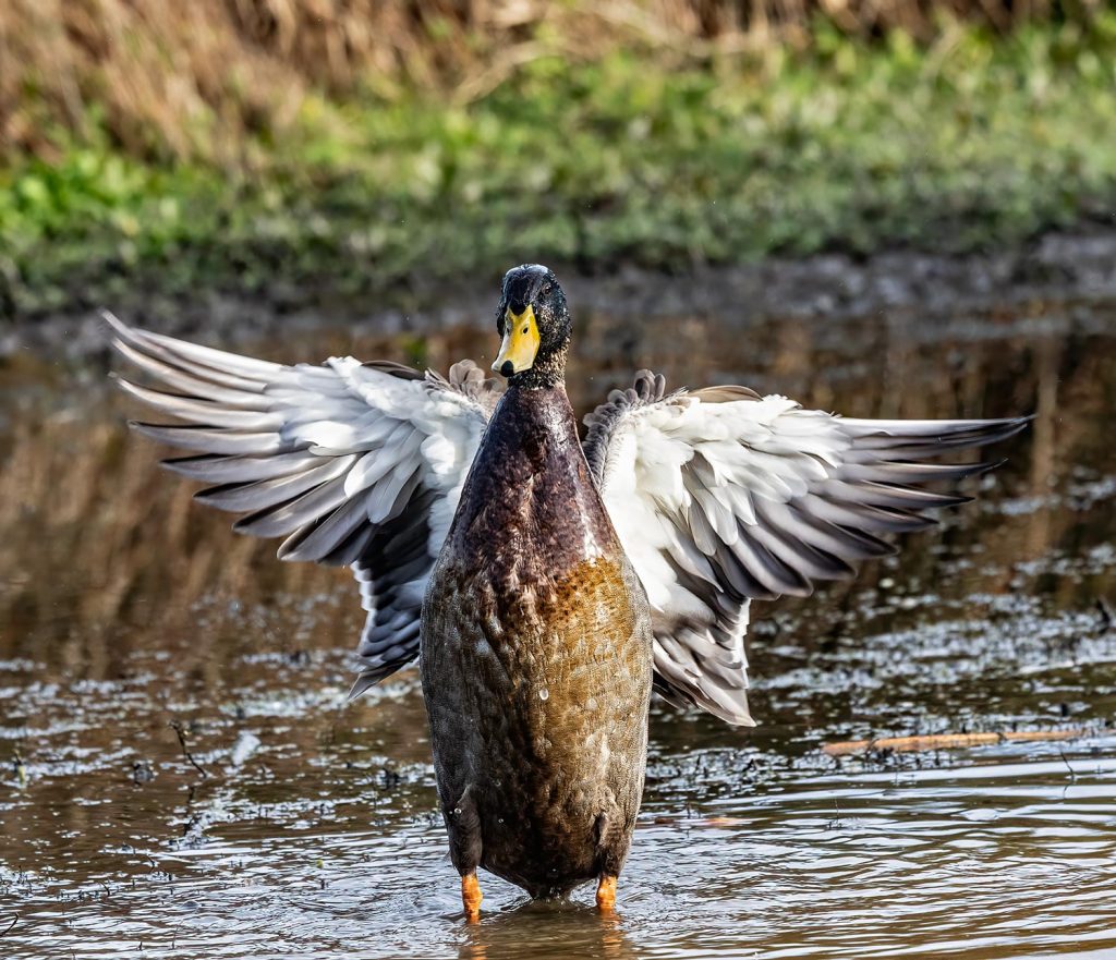 Male Mallard duck