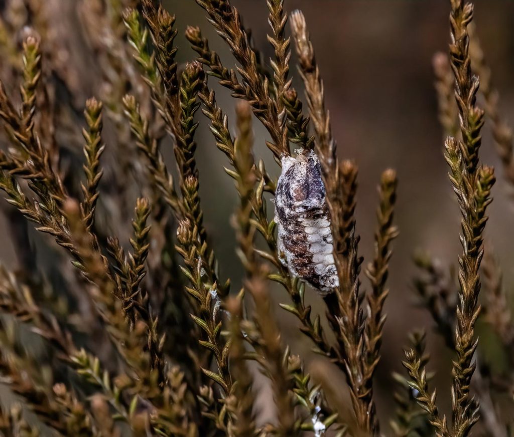 NZ Mantis ootheca