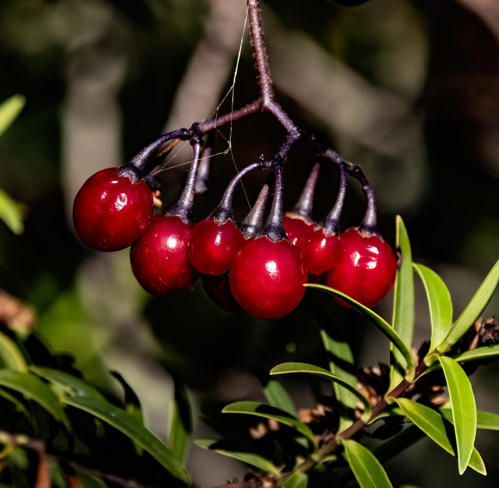 Nightshade berries