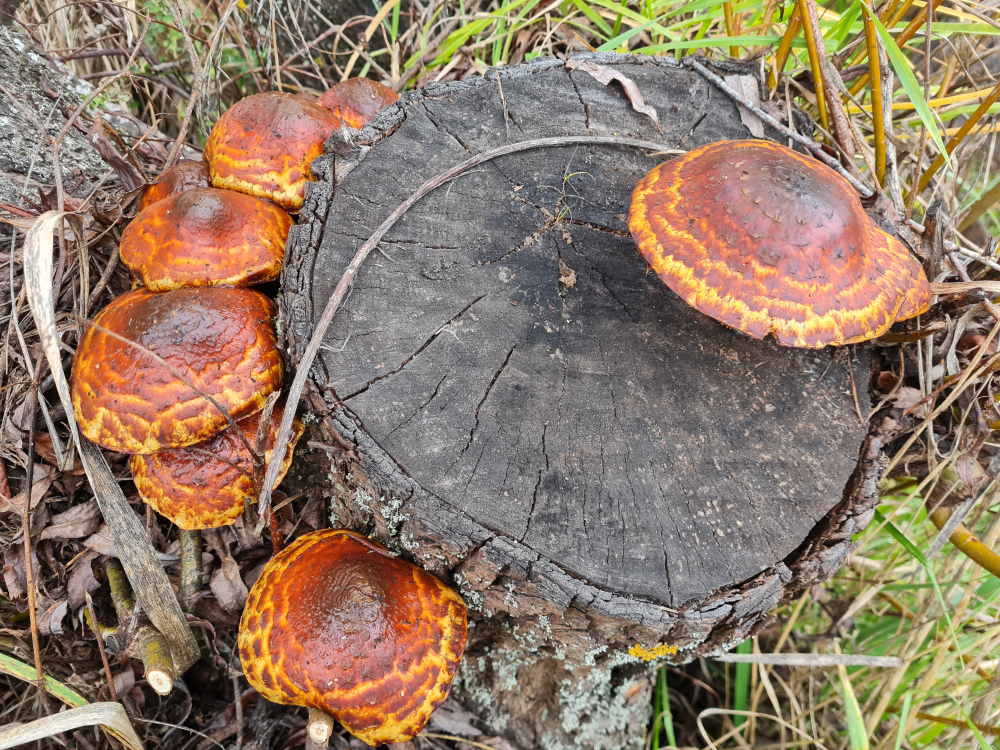 Fungi on stump