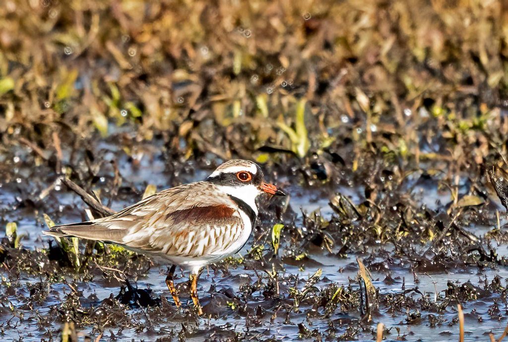 Black-Fronted-Dotterel