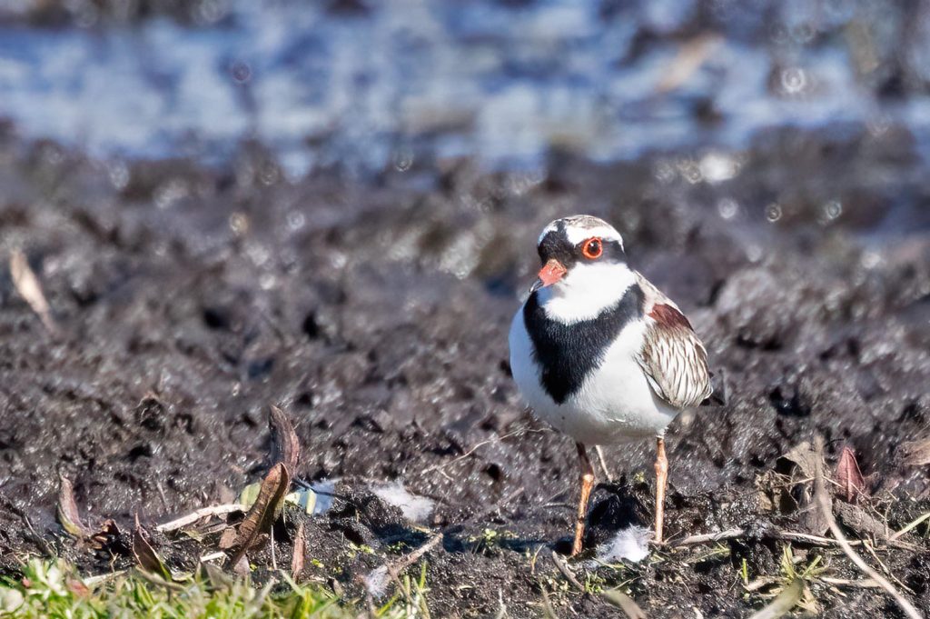 Black-Fronted-Dotterel