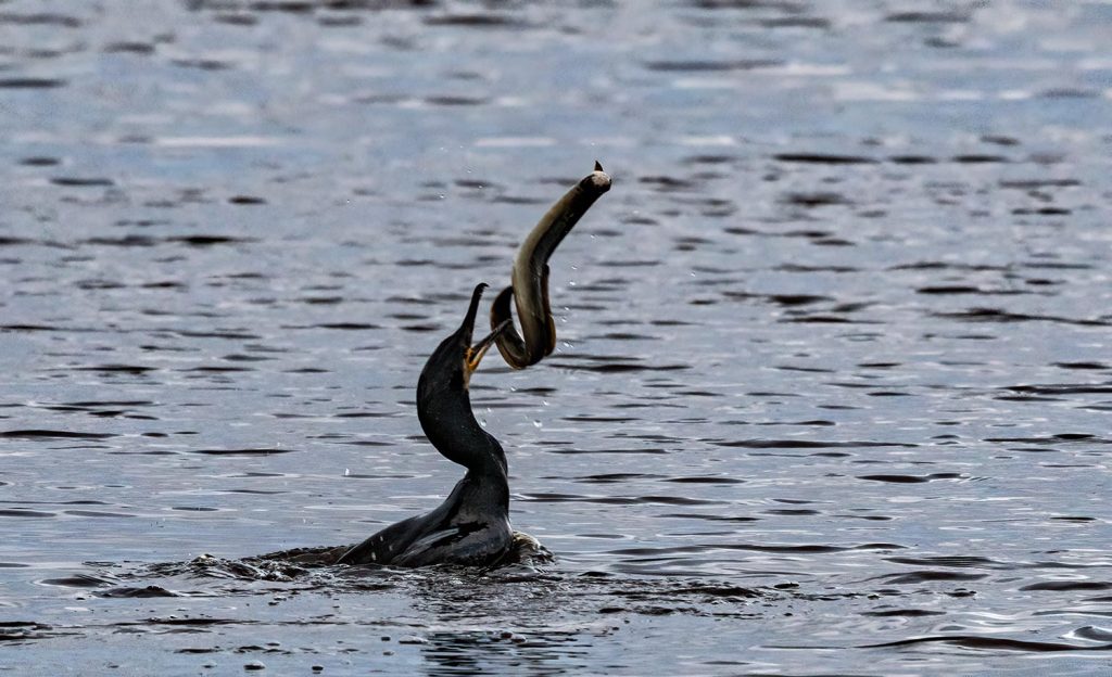 Black shag, Māpunga