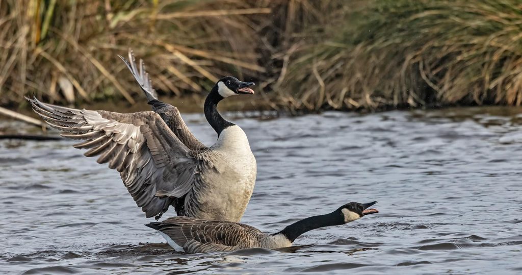 Canada geese