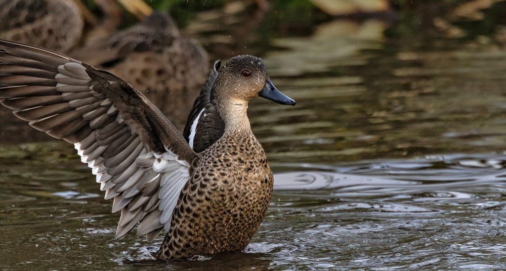 Grey Teal, Tētē-moroiti