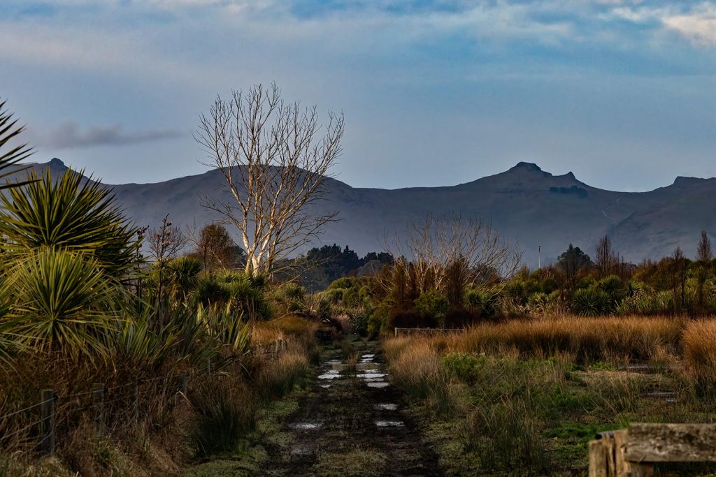 Wintry, wet landscape at Travis Wetland