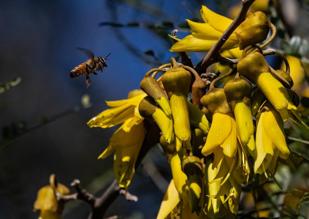Honey bee and kōwhai