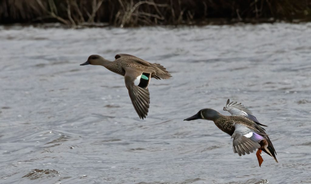 Grey teal (Tētē moroiti) and Shoveler (Kuruwhengi)