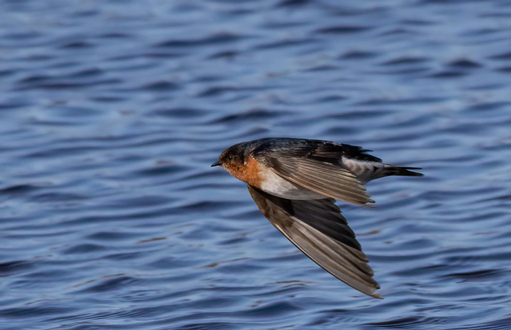 Welcome swallow, Warou