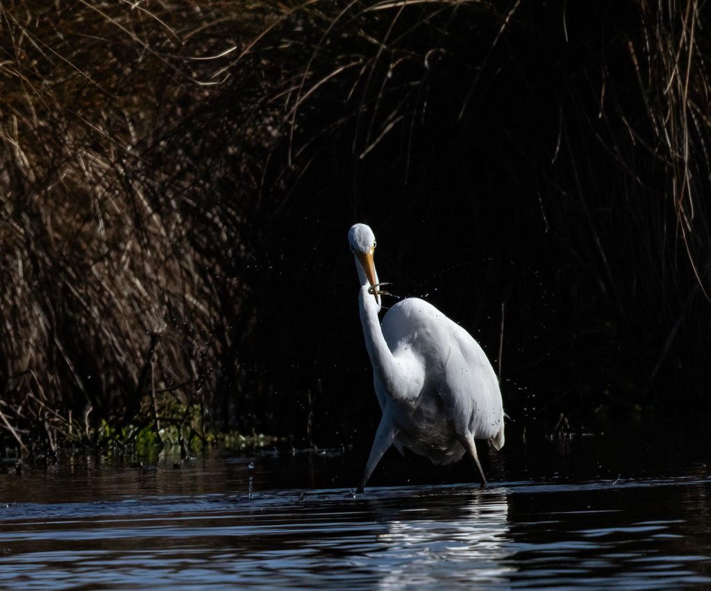 Kōtuku, White Heron