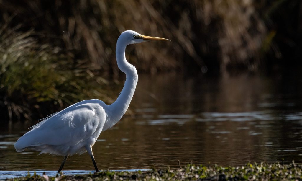Kōtuku, White Heron