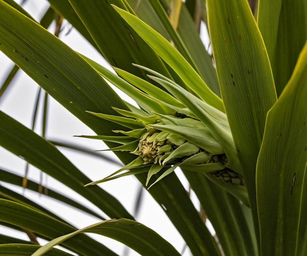 Cabbage tree flower emerging