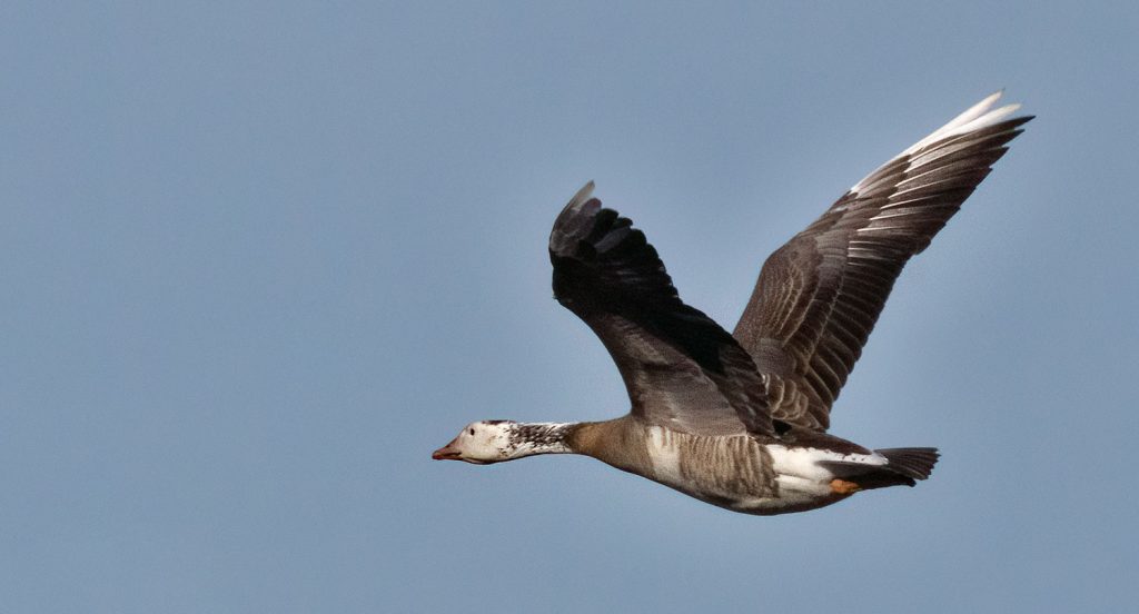 Hybrid goose (greylag/Canada)