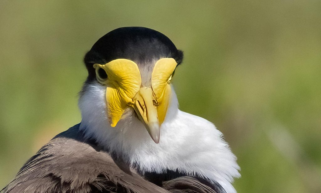 Spur-winged plover