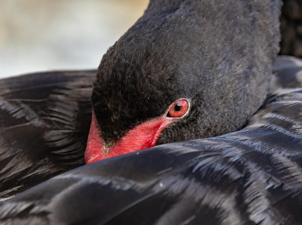 Black swan, Kakīānau