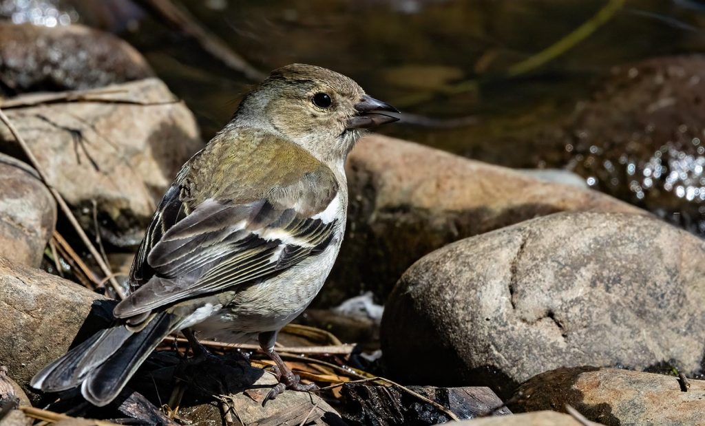 Female Chaffinch