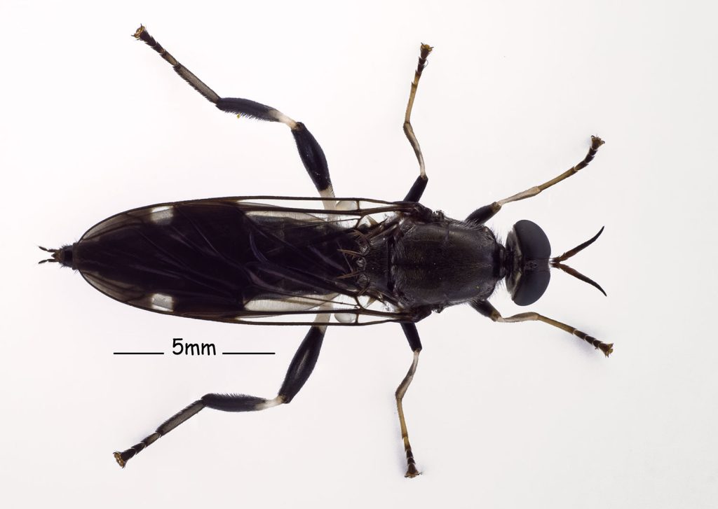 Garden Soldier Fly, (Exaireta spinigera)