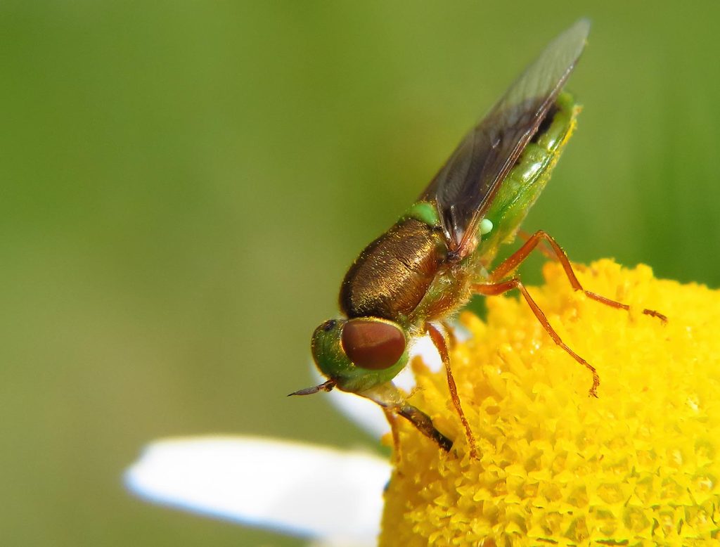 Soldier Fly (Odontomyia)