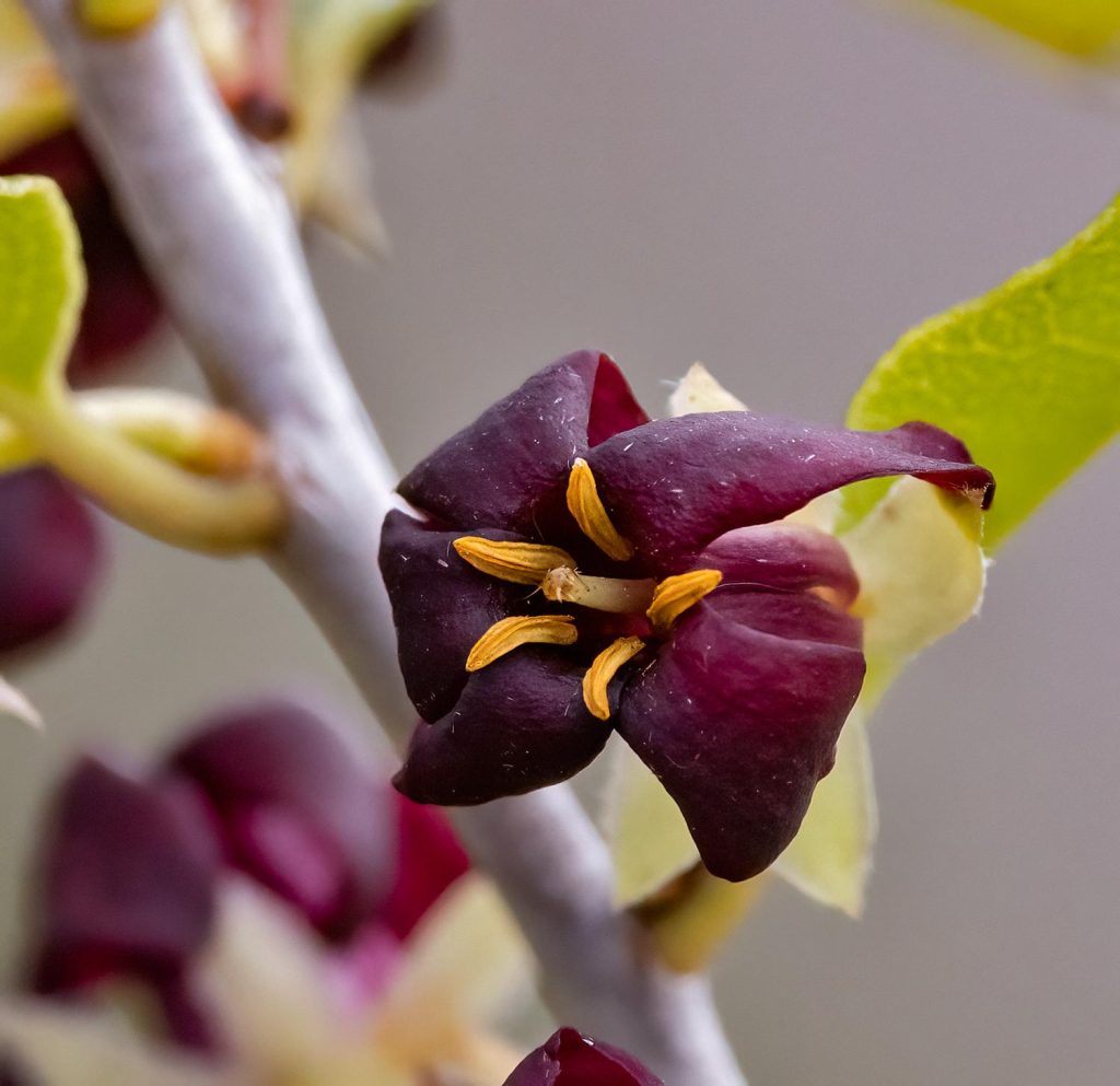 Pittosporum