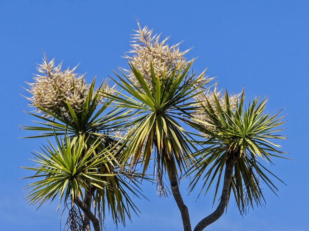 Cabbage tree flowering