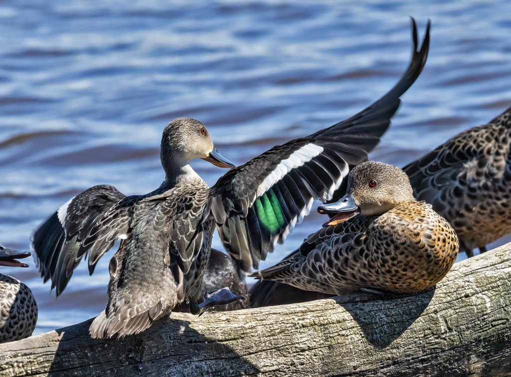 Grey teal, Tētē moroiti