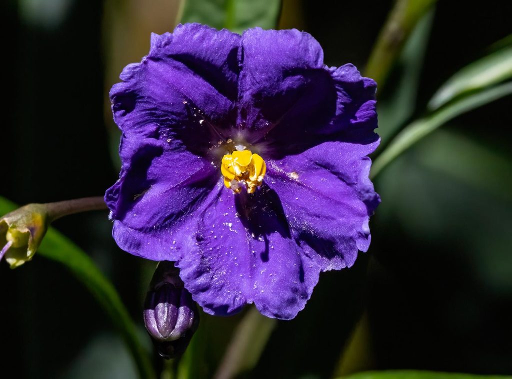 Poroporo, Solanum laciniatum