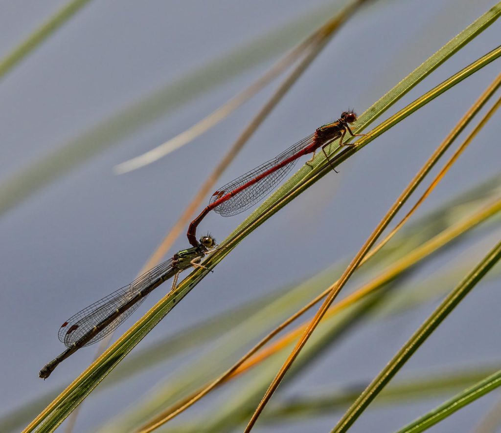 Red Damselfly