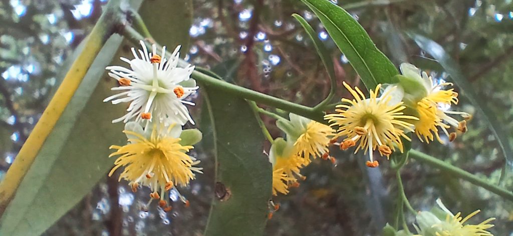 Kōhia, passionflower flowers
