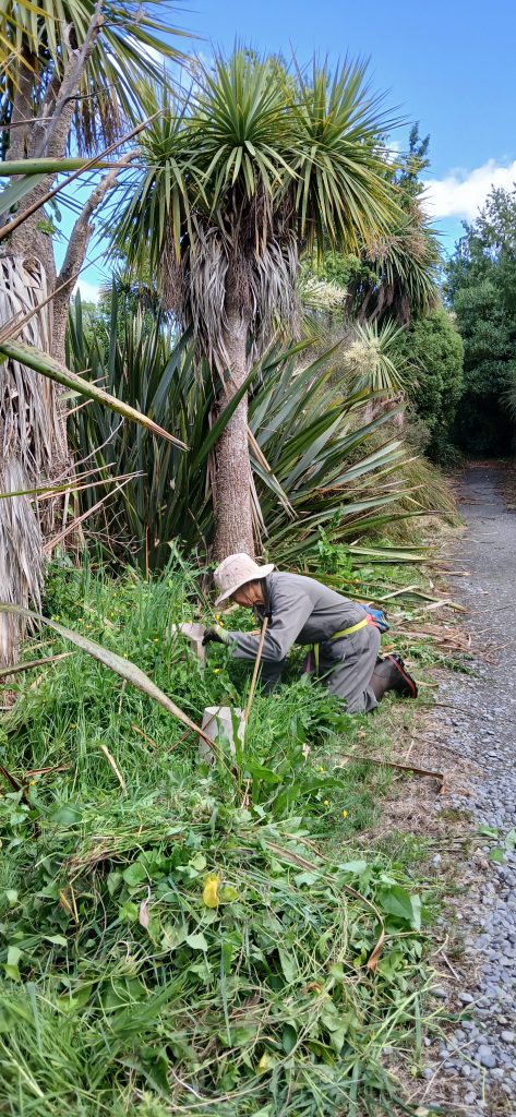 Work day November 2025, releasing plants