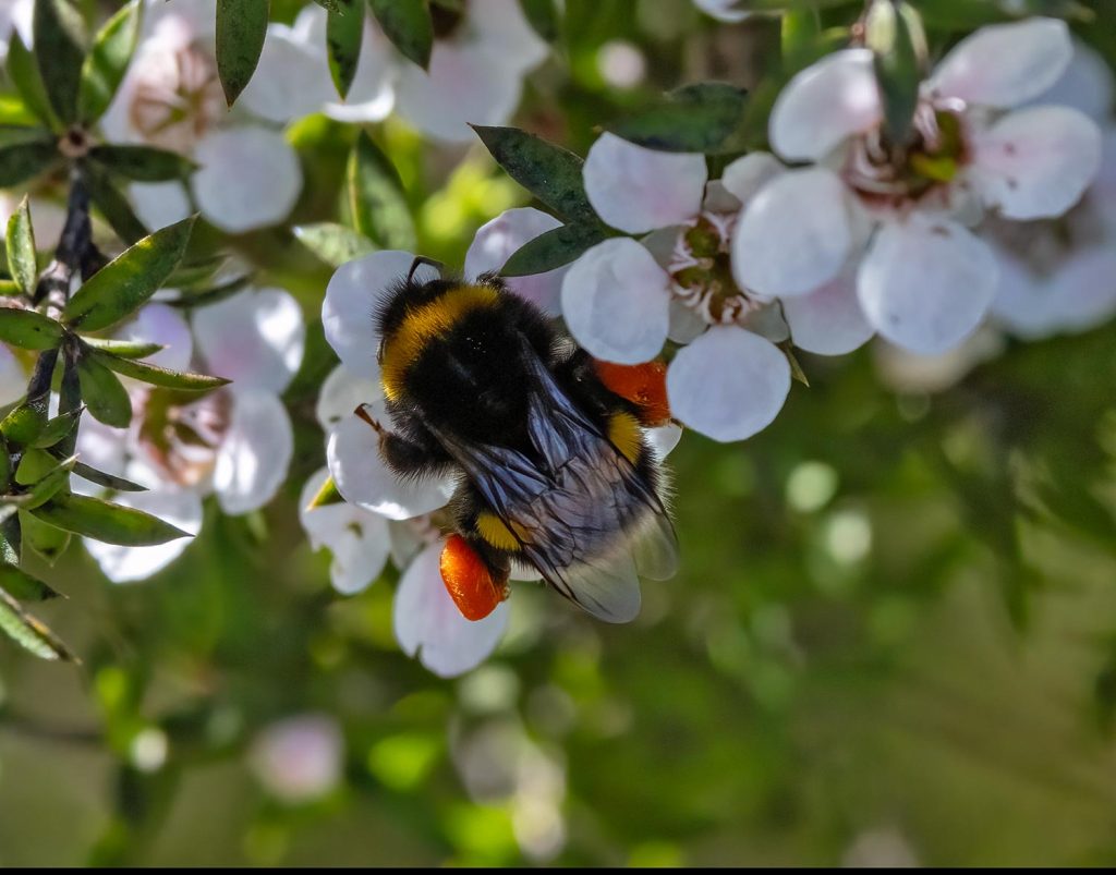 Bumblebee, Bombus terrestris