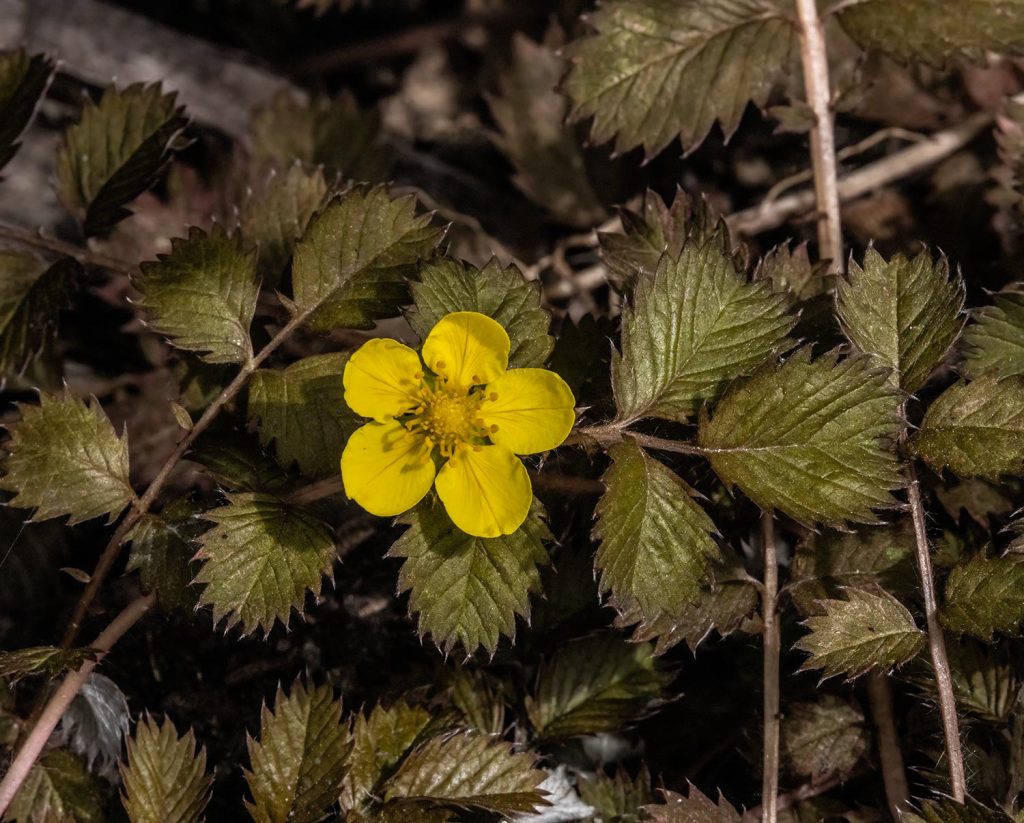Silverweed, Argentina anserinoides
