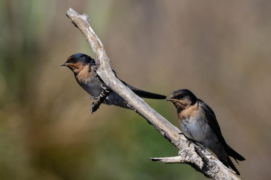 Welcome Swallow, Warou