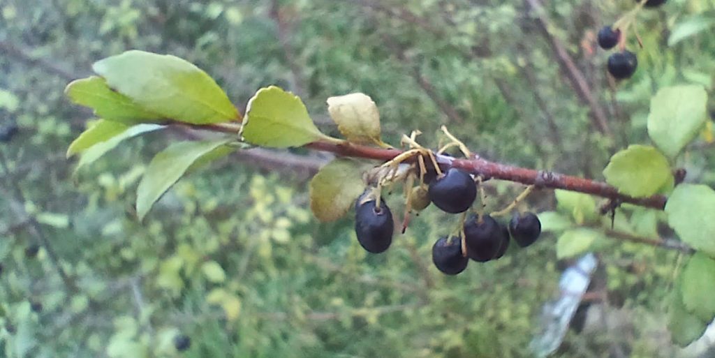 Aristotelia fruticosa berries