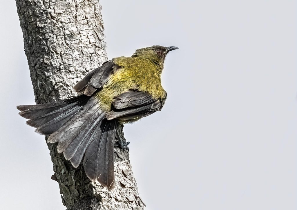 Bellbird, korimako