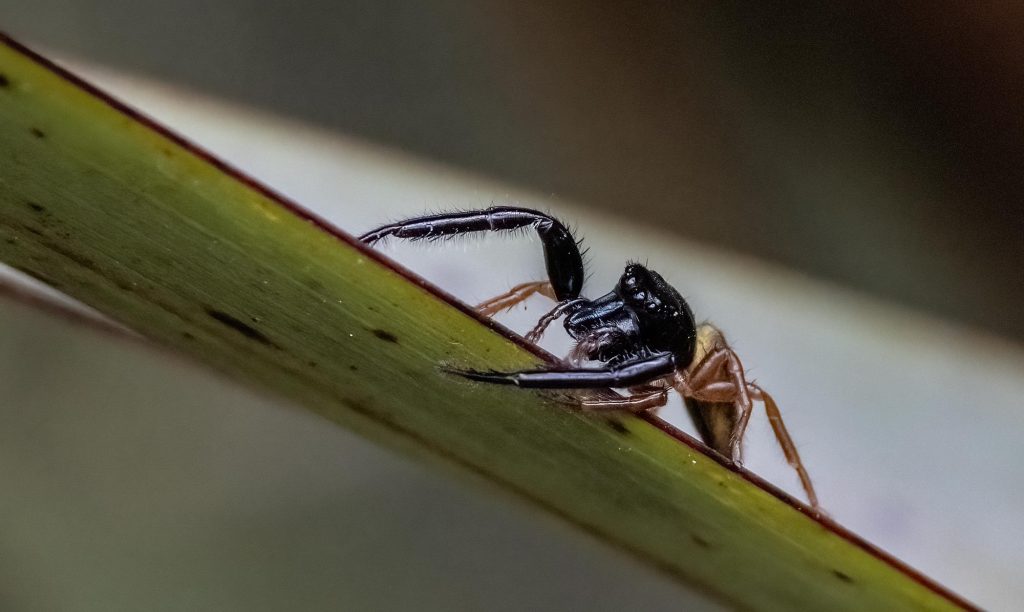 Black-headed jumping spider