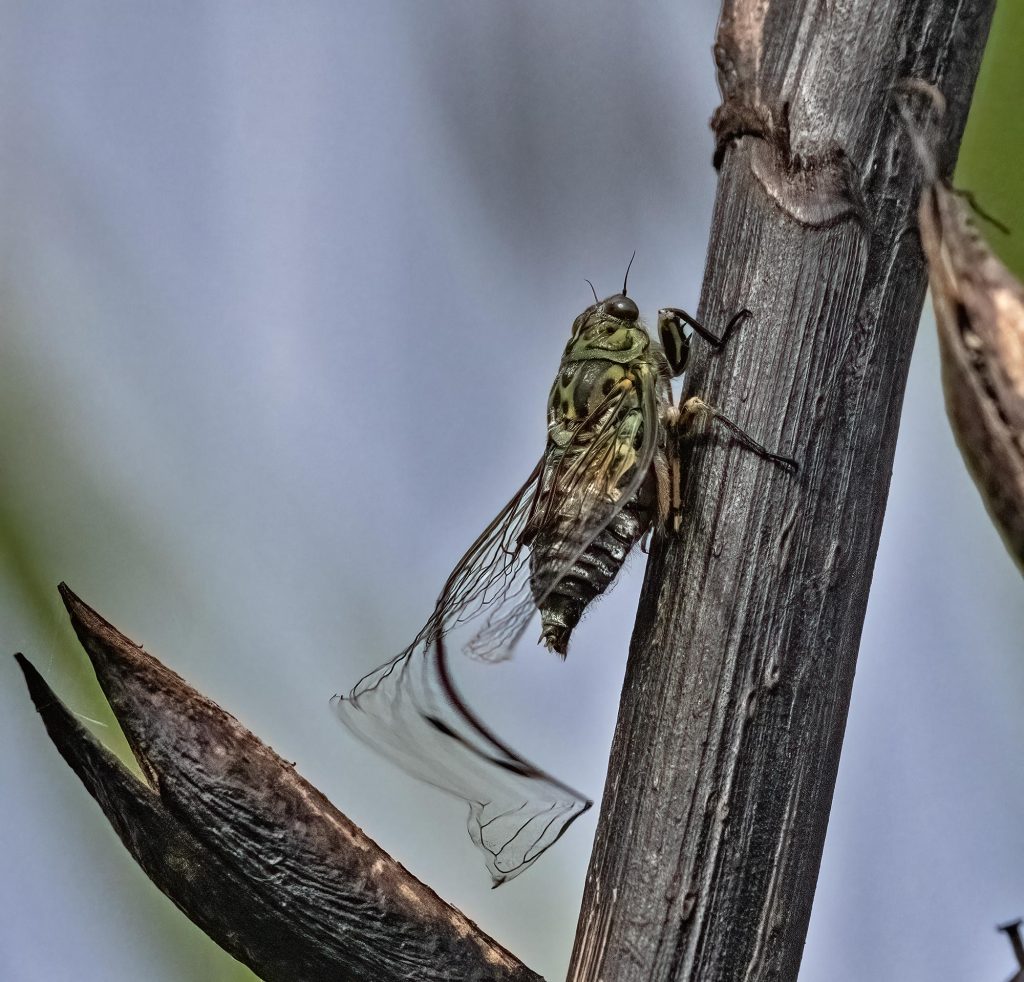 Cicada "cracking" its wing