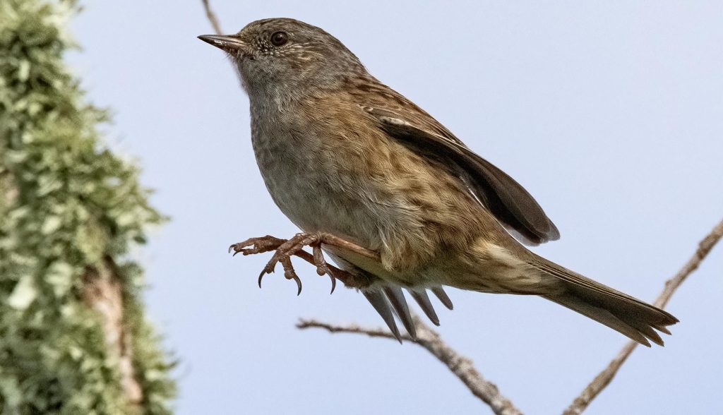 Dunnock, hedge sparrow