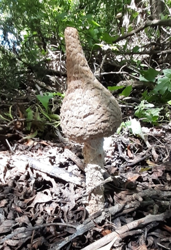 Gandalf's Cap fungus