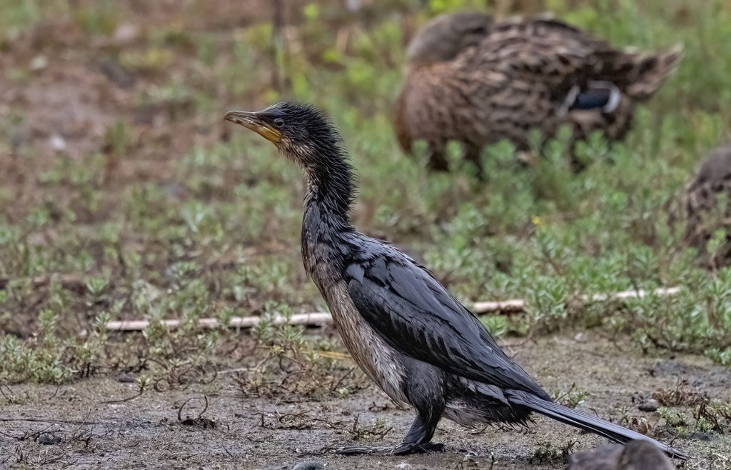 Little shag, kawau paka