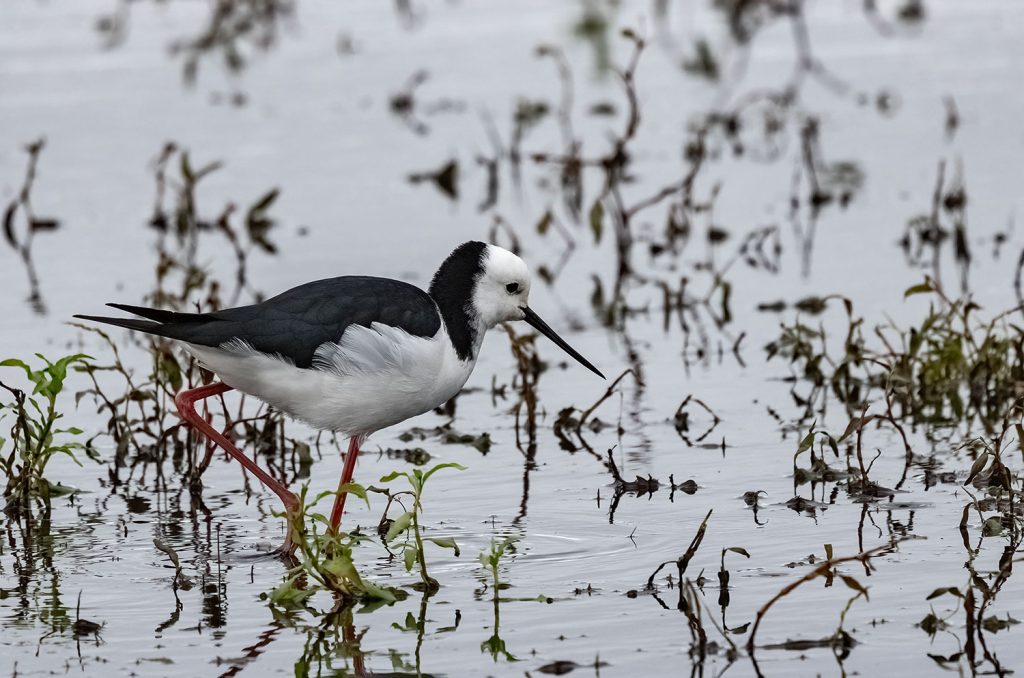 Pied stilt, poaka