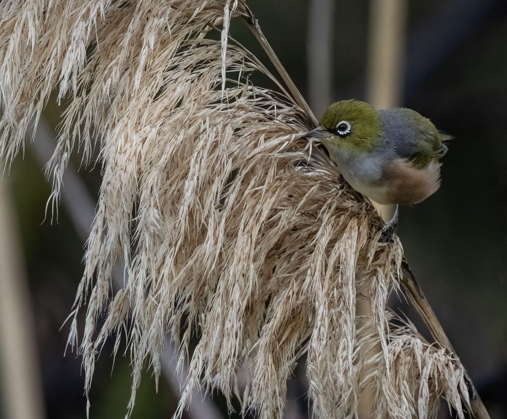 Silvereye, tauhou