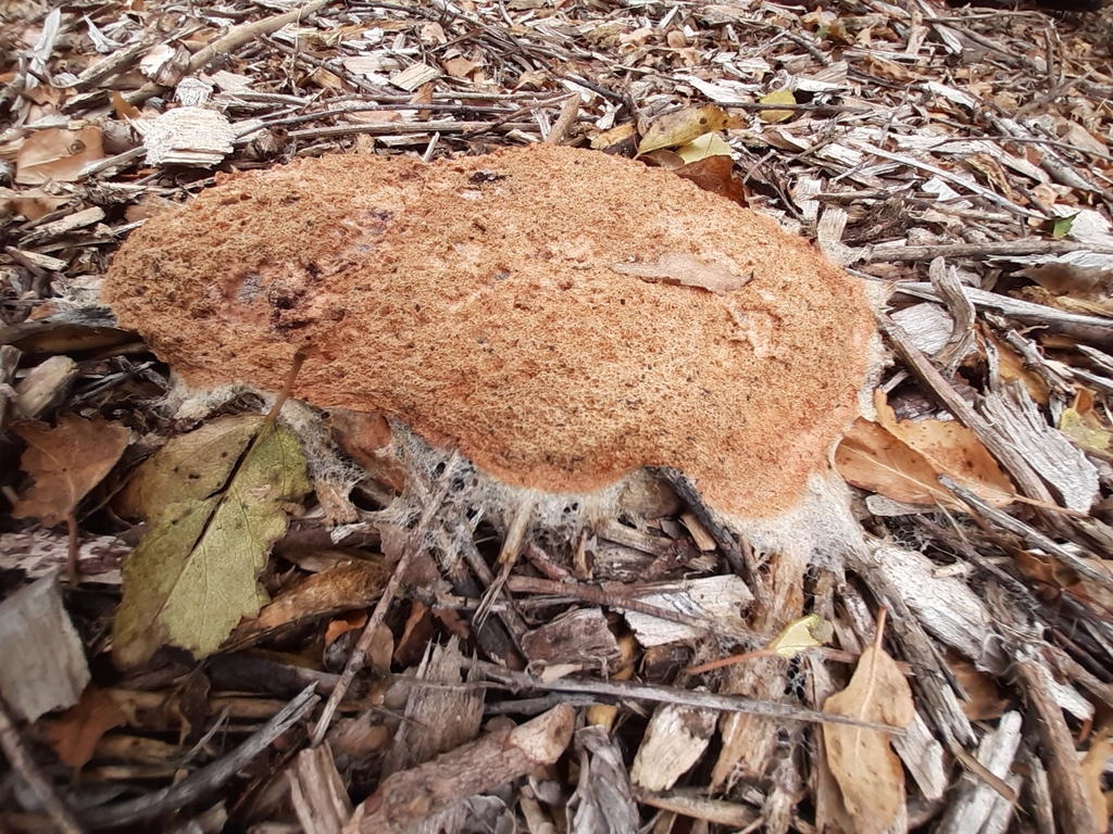 dog vomit slime mould