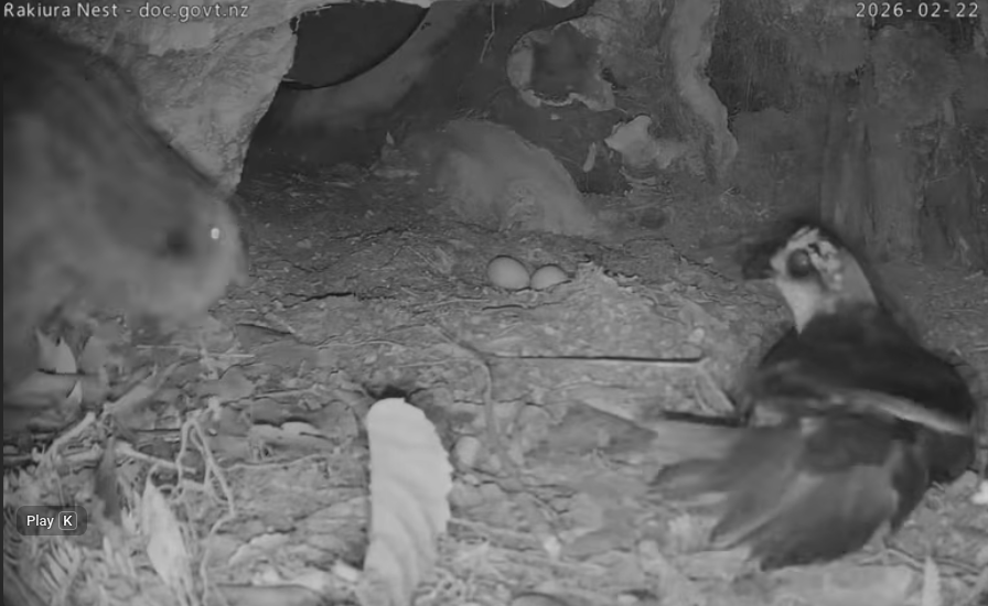 kakapo cam