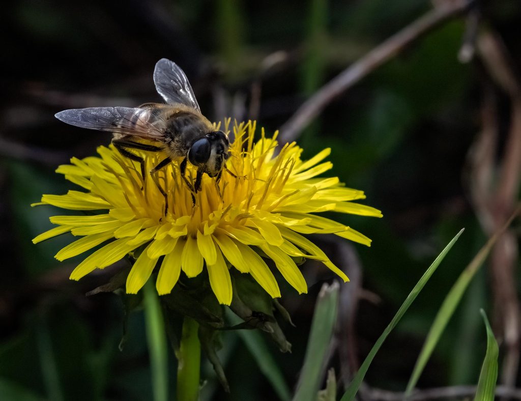 Common Drone Fly, Eristalis tenax