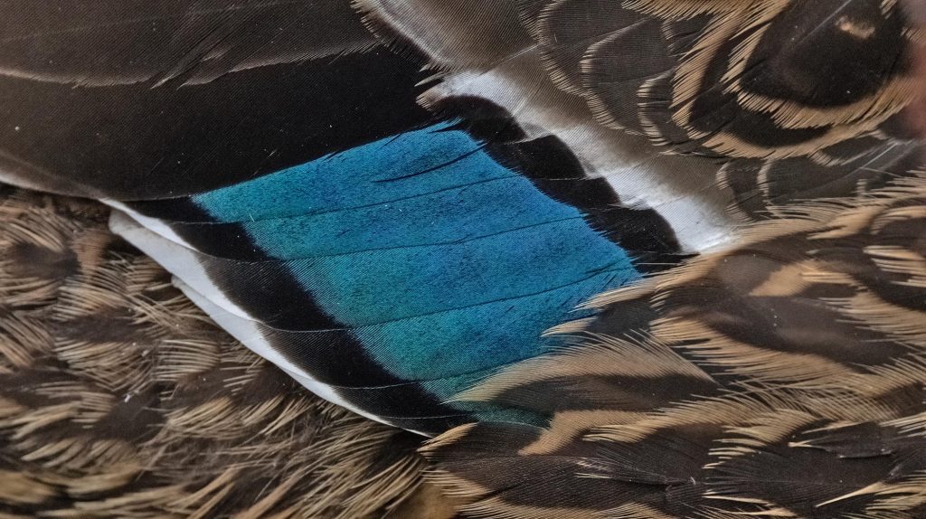 Mallard / Grey Duck hybrid