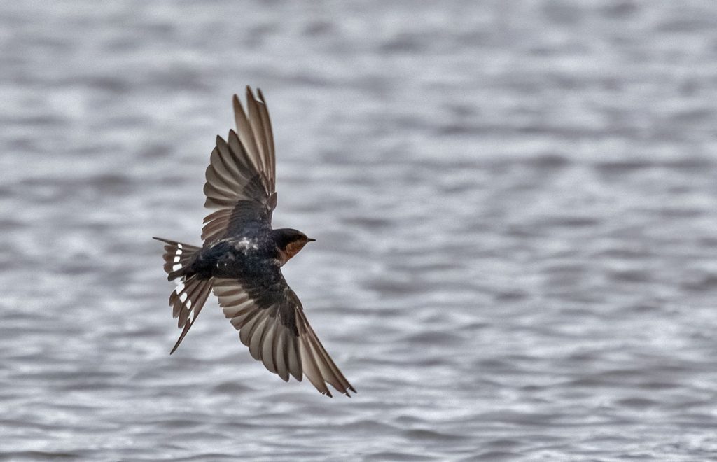 Welcome swallow
