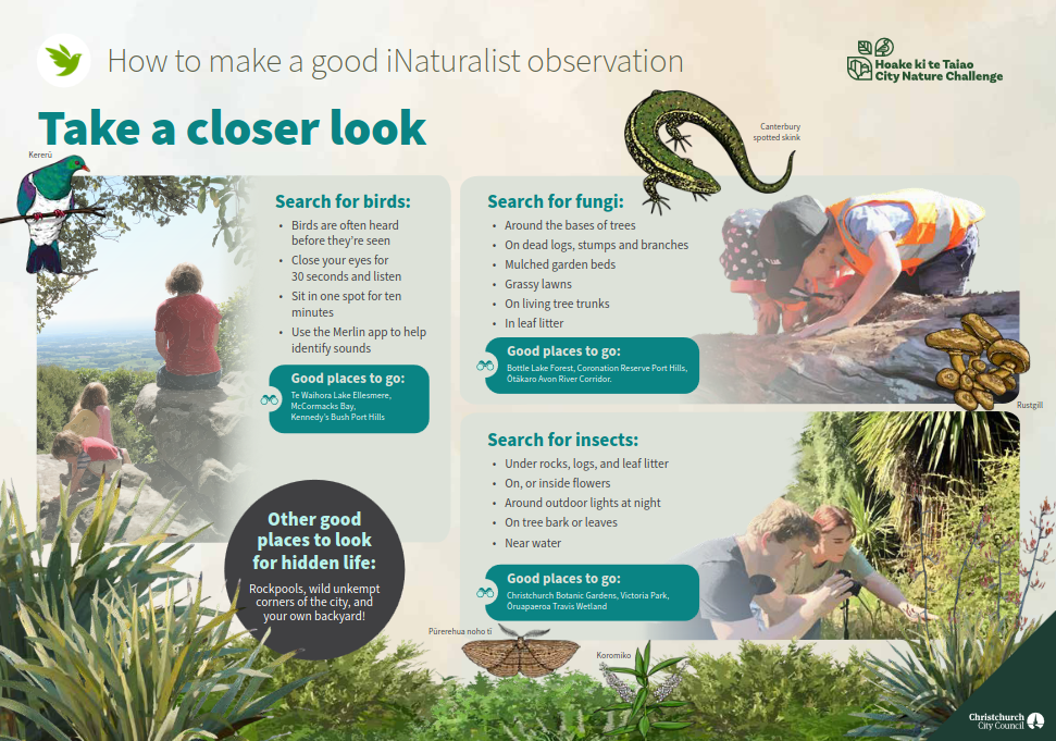 iNaturalist observation infographic