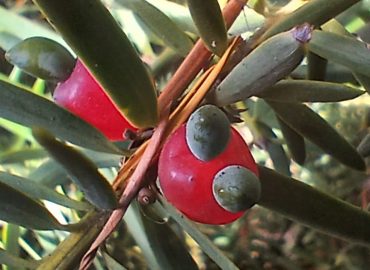 Tōtara drupes