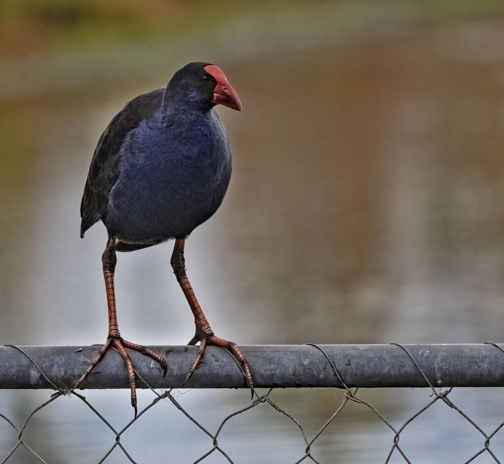 Pūkeko