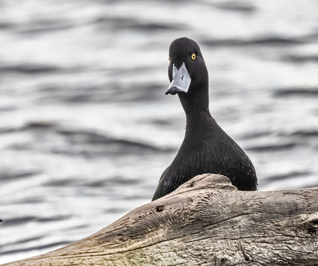 Male scaup, pāpango